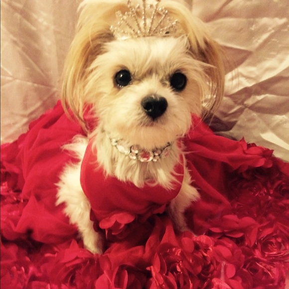 Meet your Posher, Cheri - Picture 1 of 1